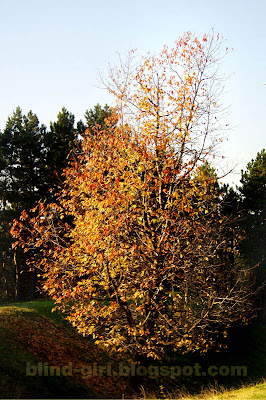 Fall trees