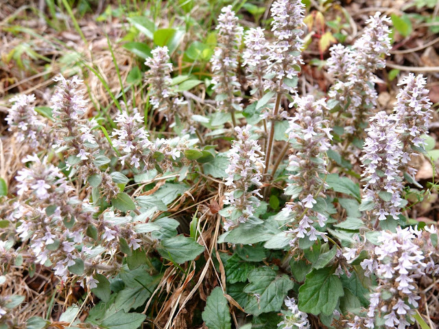 Ajuga nipponensis