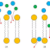 Permeable selective barers and Transport of Macromolecules