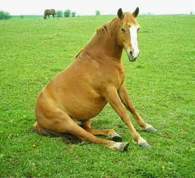 Animal love horse whatsapp status 