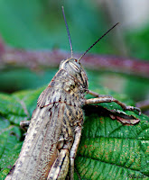 Langosta egipcia o mediterranea (Anacridium aegyptium)