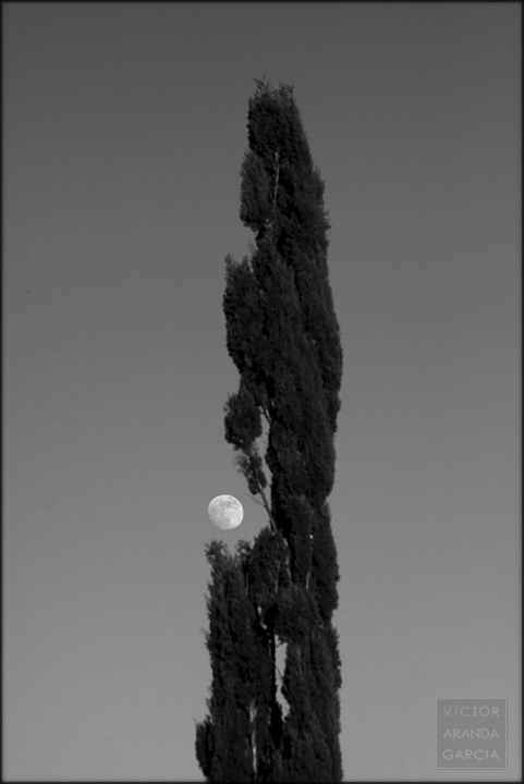 Fotografía en blanco y negro de un ciprés con la luna casi llena detrás