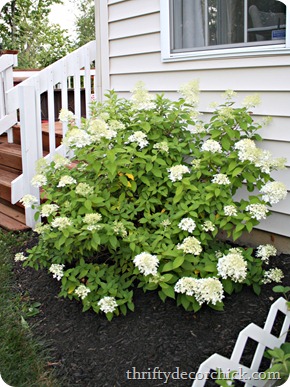 limelight hydrangea