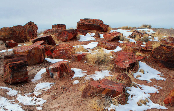 Petrified wood in Arizona, United States