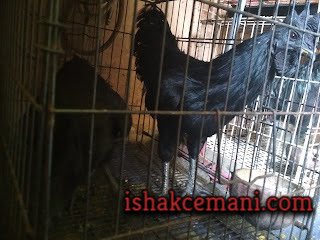 Manfaat Dan Kegunaan Ayam Cemani