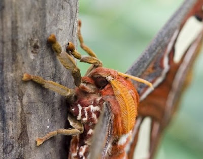 Beautiful Giant Butterfly  Seen On www.coolpicturegallery.us