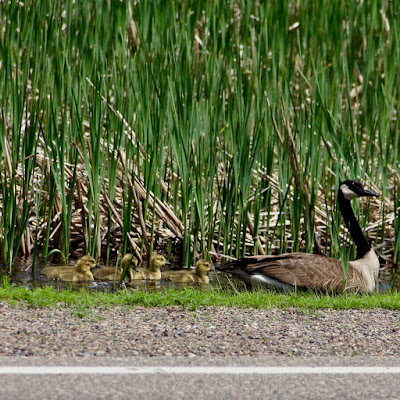 next year's geese are this year's goslings