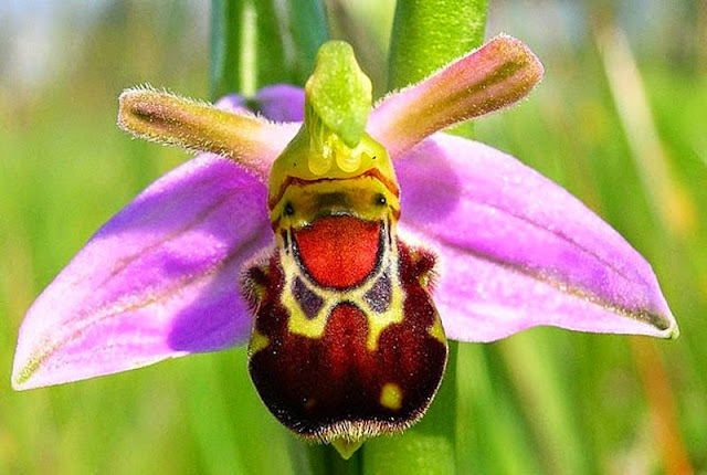 Laughing Bumble Bee Orchid - Ophrys Bombyliflora, orchid, resemble flowers