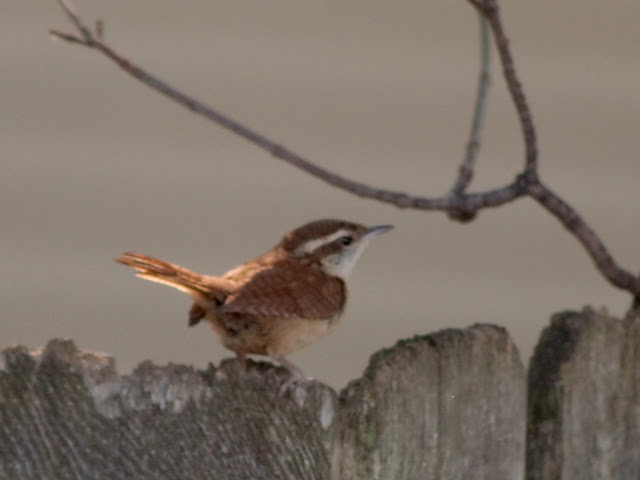 Bird Fence