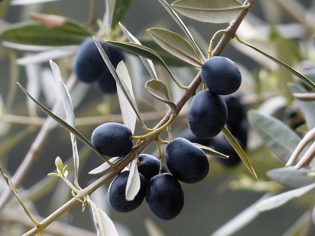 Πληροφορίες για την ελιά