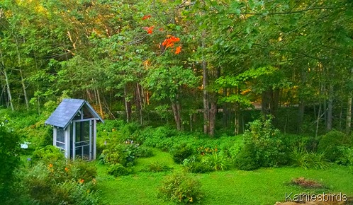3. harpswell back yard 8-17-15
