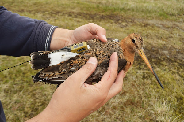 Revista Science: Animais no ártico alteram comportamentos em resposta às alterações climáticas