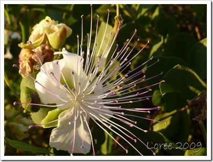 Howard Gardens 006