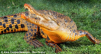 Buaya Berwarna Oren