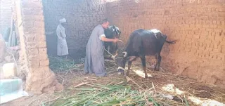 الزراعة: تحصين أكثر من 4.3 مليون رأس ماشية ضد مرض الحمي القلاعية وحمى الوادي المتصدع