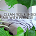 9 Best Air Purifying Plants