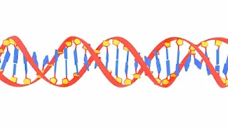 DNA Helical