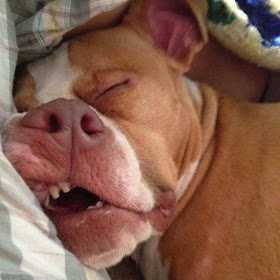 Cute dogs - part 43 (40 pics), funny dog, dog pictures
