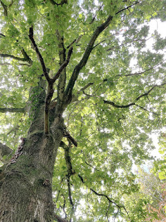 looking upwards into a large impressive tree with moss on the trunk and green leaves