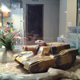 Funny animals of the week - 24 January 2014 (40 pics), gecko inside toy tank