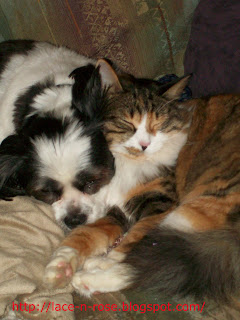 Cat and dog napping together.