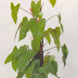 FILODENDRO ROJO (Philodendron erubescens “Red Emerald”)