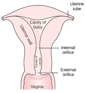 Uterusun arka yarısı ve vaginanın üst bölümü.