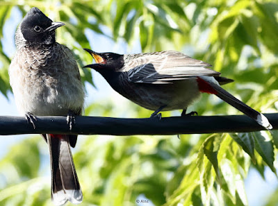 Red-vented Bulbul - resident, a peir sitting on a cable."