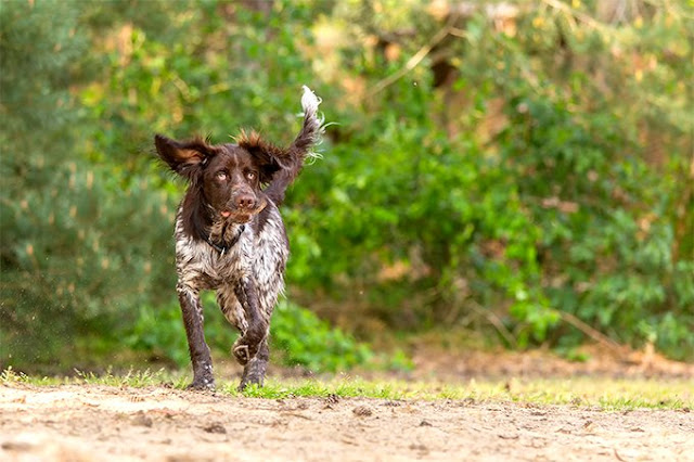 all-dog-breed-names-and-picture