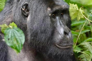 Uganda safari after Gorilla trekking