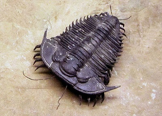 Trilobita especie