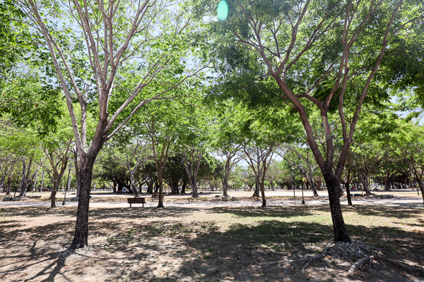 高雄鳳山大東濕地公園大型生態池塘、森林步道，綠意盎然