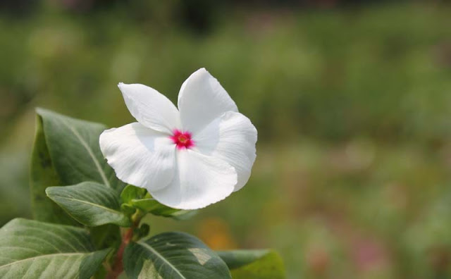 Vinca Flowers Pictures