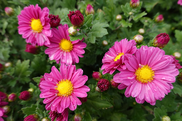 鳥取県西伯郡南部町鶴田　とっとり花回廊　キク（菊）