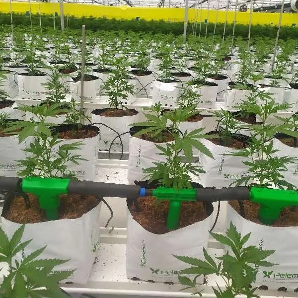 CONTROL DE TEMPERATURA RADICULAR PARA MAXIMIZAR LA PRODUCCIÓN