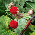 Interesting Facts About Thimbleberries Fruit : Production, Nutrition, Trade