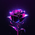 Purple Flower Wallpaper 4k