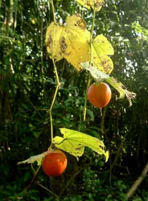 Vilakshan Evam Gunkari Aushdhi Indrayan 