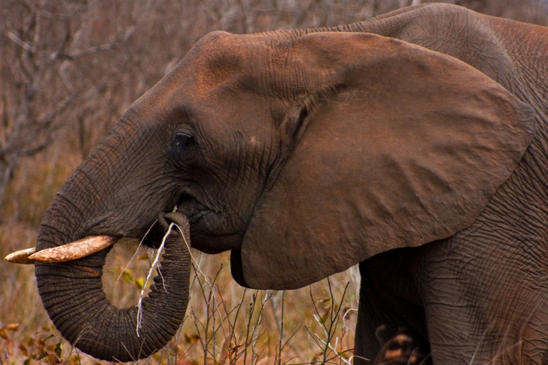  Gambar  Gajah  Lengkap Gambar  Foto