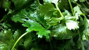 Cilantro 