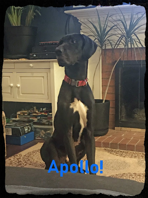 Great Dane Adoption