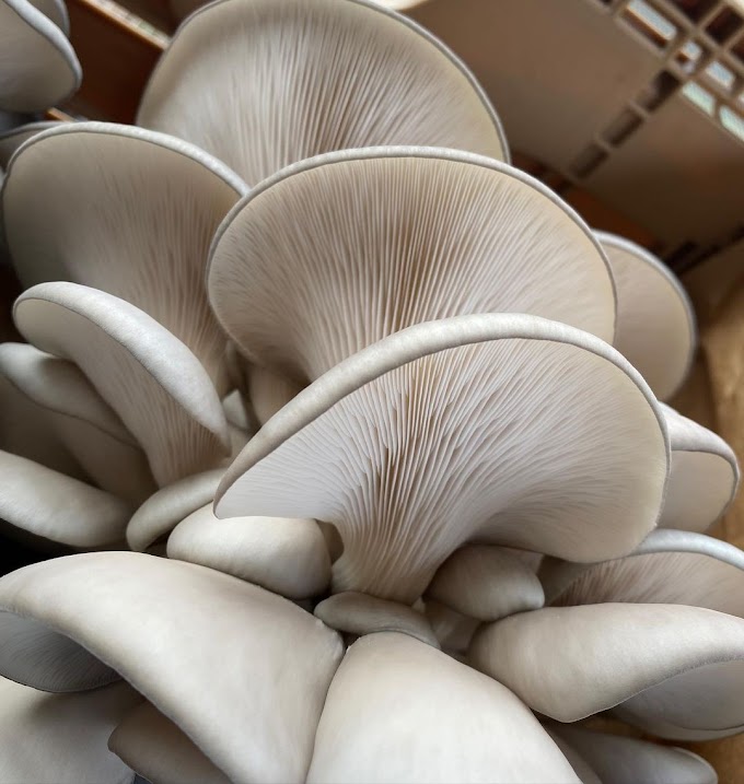  मश्रूम शेती चे फायदे काय असतात? | Mushroom Farming Benefits| Mushroom Training in Maharashtra