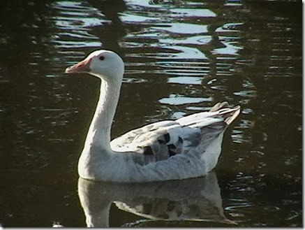 IMGA0101