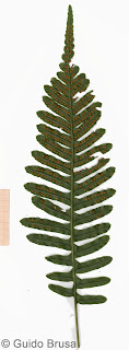 Polypodium x mantoniae