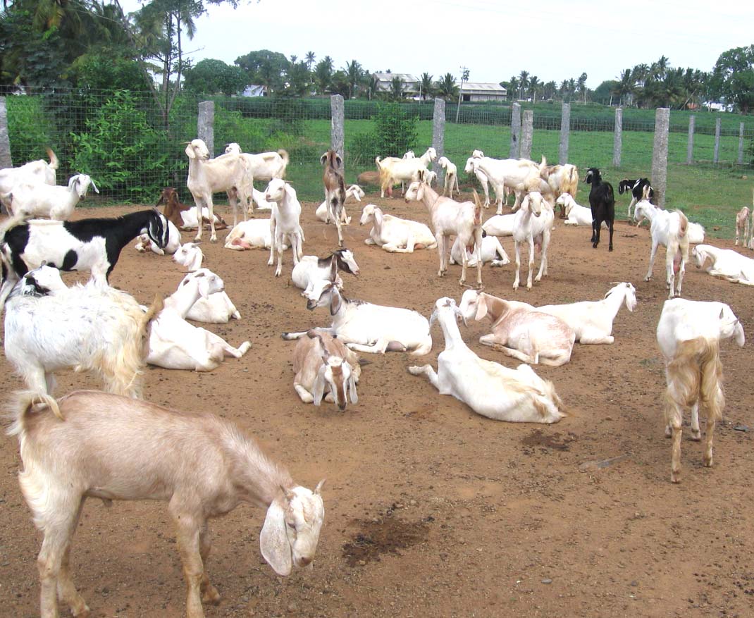 Ideas plan: Sheep farm shed design in india