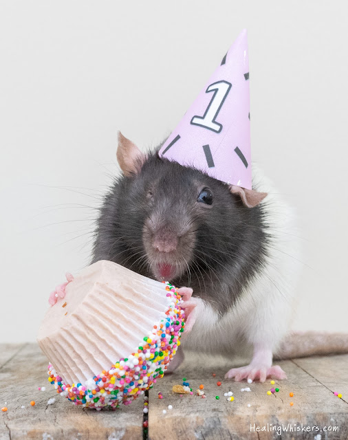 Juniper the rat celebrating her 1st gotcha day