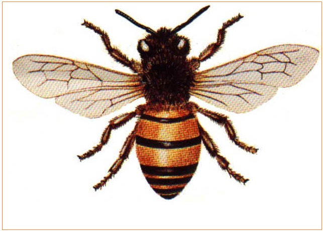 BIOLOGI GONZAGA HYMENOPTERA INSECTA 