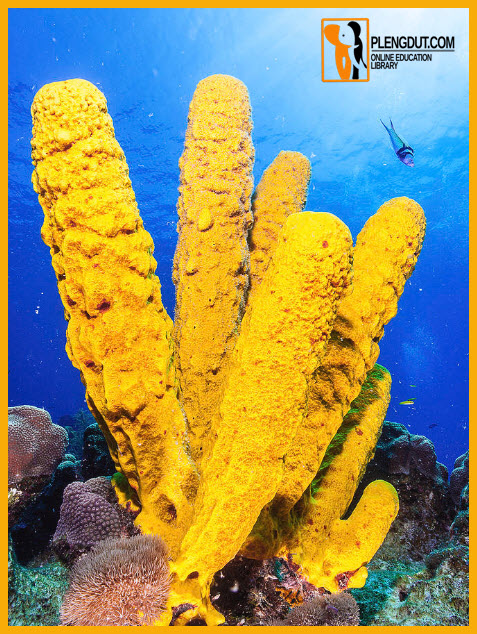 Pict: Yellow sponges pump huge quantities of water through their hollow bodies while feeding.