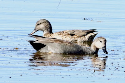 "Gadwall, a pair in the pond."