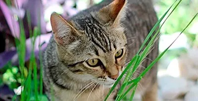 ¿Por qué los gatos comen hierba?
